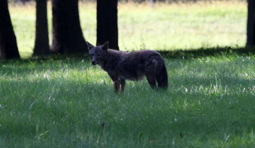 BLACKCOYOTE.jpg