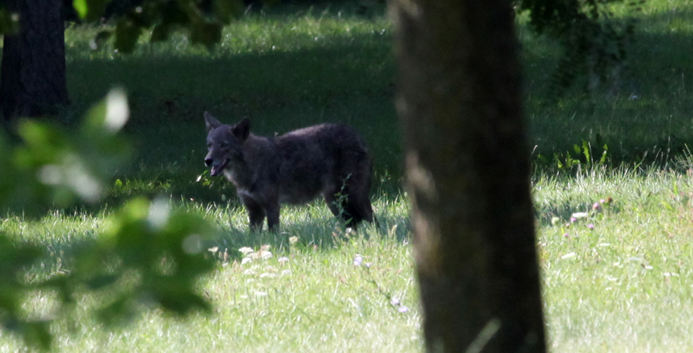 BLACKCOYOTE2.jpg
