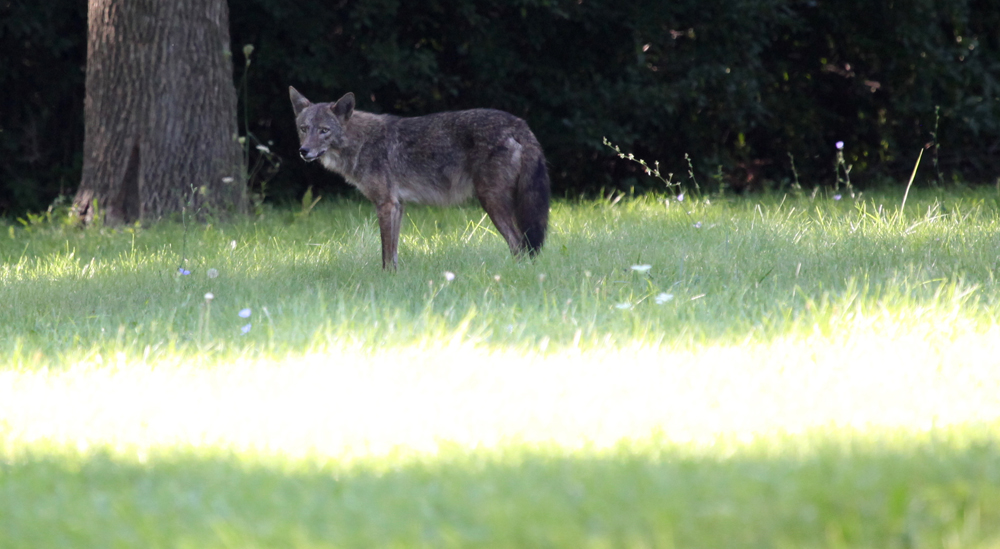 BLACKCOYOTE4.jpg