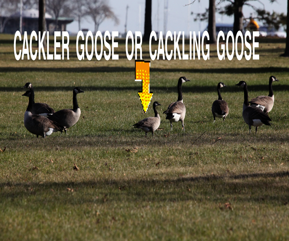 CACKLERGOOSE.jpg