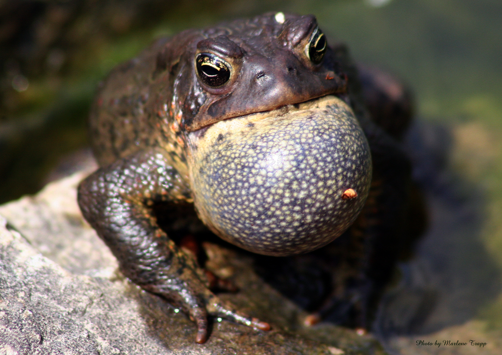 FROG2.jpg