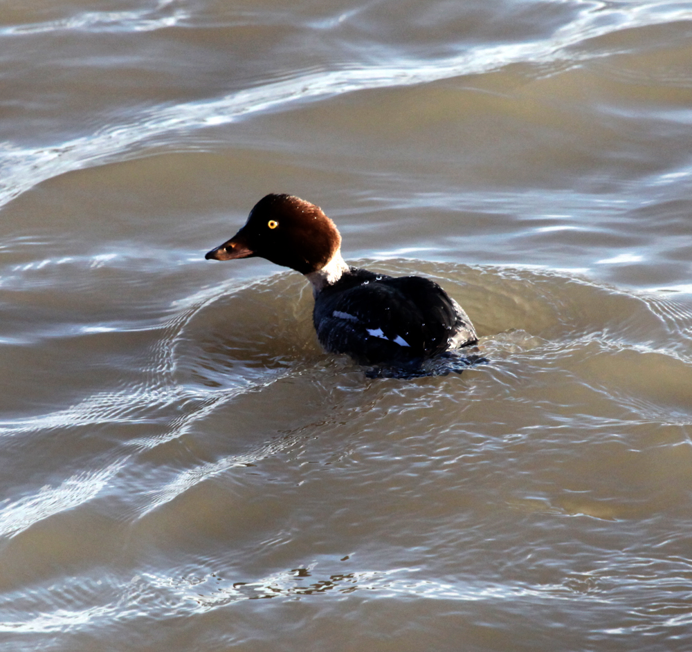 GOLDENEYE12152010.jpg