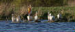 HoriconMarsh/008WPX500.jpg