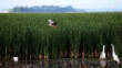 HoriconMarsh/009.JPG