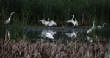 HoriconMarsh/010.JPG