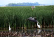 HoriconMarsh/011.JPG
