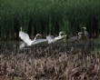 HoriconMarsh/015.JPG