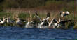 HoriconMarsh/019WPX500.jpg