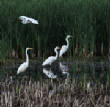 HoriconMarsh/020.JPG