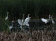 HoriconMarsh/023.JPG
