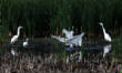 HoriconMarsh/026.JPG