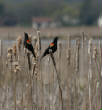 HoriconMarsh/061x582010.jpg