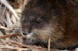 HoriconMarsh/084x582010.jpg