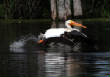 HoriconMarsh/085x1000.jpg
