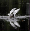 HoriconMarsh/088X700.jpg