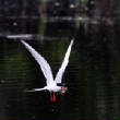HoriconMarsh/095X750.jpg