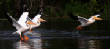 HoriconMarsh/099x650.jpg