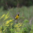 HoriconMarsh/104.JPG