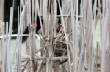 HoriconMarsh/113X800.jpg