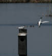 HoriconMarsh/119SX500.jpg
