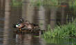 HoriconMarsh/131BX500.jpg