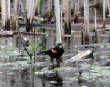 HoriconMarsh/131X800.jpg