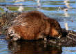 HoriconMarsh/140.JPG