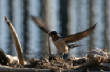 HoriconMarsh/155x582010.jpg