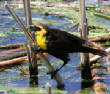 HoriconMarsh/158X650.jpg