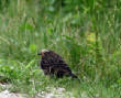 HoriconMarsh/158X800.jpg