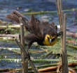HoriconMarsh/164X650.jpg