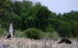 HoriconMarsh/174.JPG