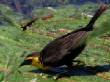 HoriconMarsh/188X650.jpg