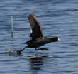 HoriconMarsh/258x582010.jpg