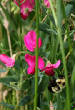 HoriconMarsh/284.JPG
