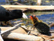 HoriconMarsh/292x800.jpg