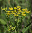 HoriconMarsh/294.JPG