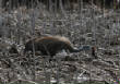 HoriconMarsh/308x800.jpg