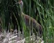 HoriconMarsh/334x1000.jpg