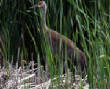 HoriconMarsh/334x650.jpg