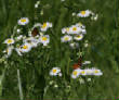 HoriconMarsh/348.JPG