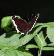 HoriconMarsh/358.JPG