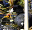 HoriconMarsh/373x800.jpg