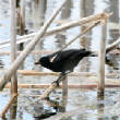 HoriconMarsh/395.JPG