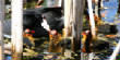 HoriconMarsh/406x1000.jpg