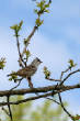 HoriconMarsh/411X800.jpg