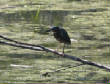 HoriconMarsh/486.JPG