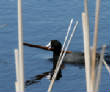 HoriconMarsh/562HMX800.jpg