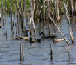 HoriconMarsh/570HMX800.jpg