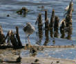 HoriconMarsh/644X800.jpg